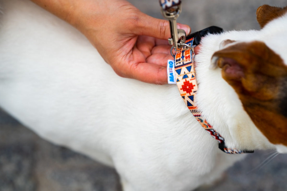 Quick Fastning Dog Collar - Boho