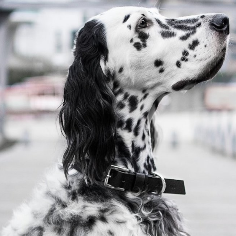 Kožený obojek Kollu - Black