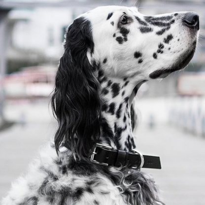 Kožený obojek Kollu - Black