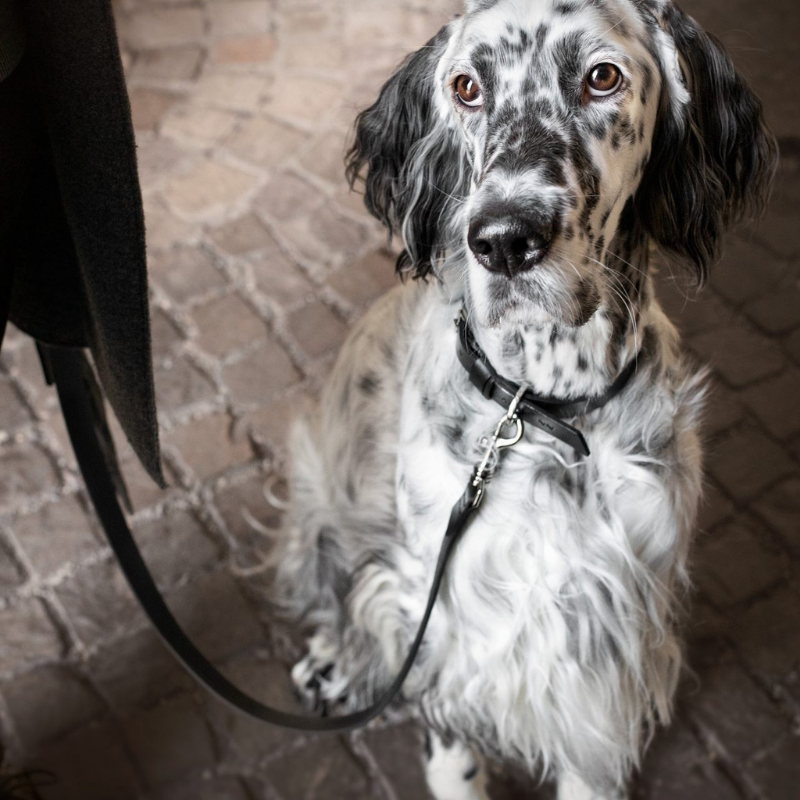 Kožené vodítko Lussa - Black